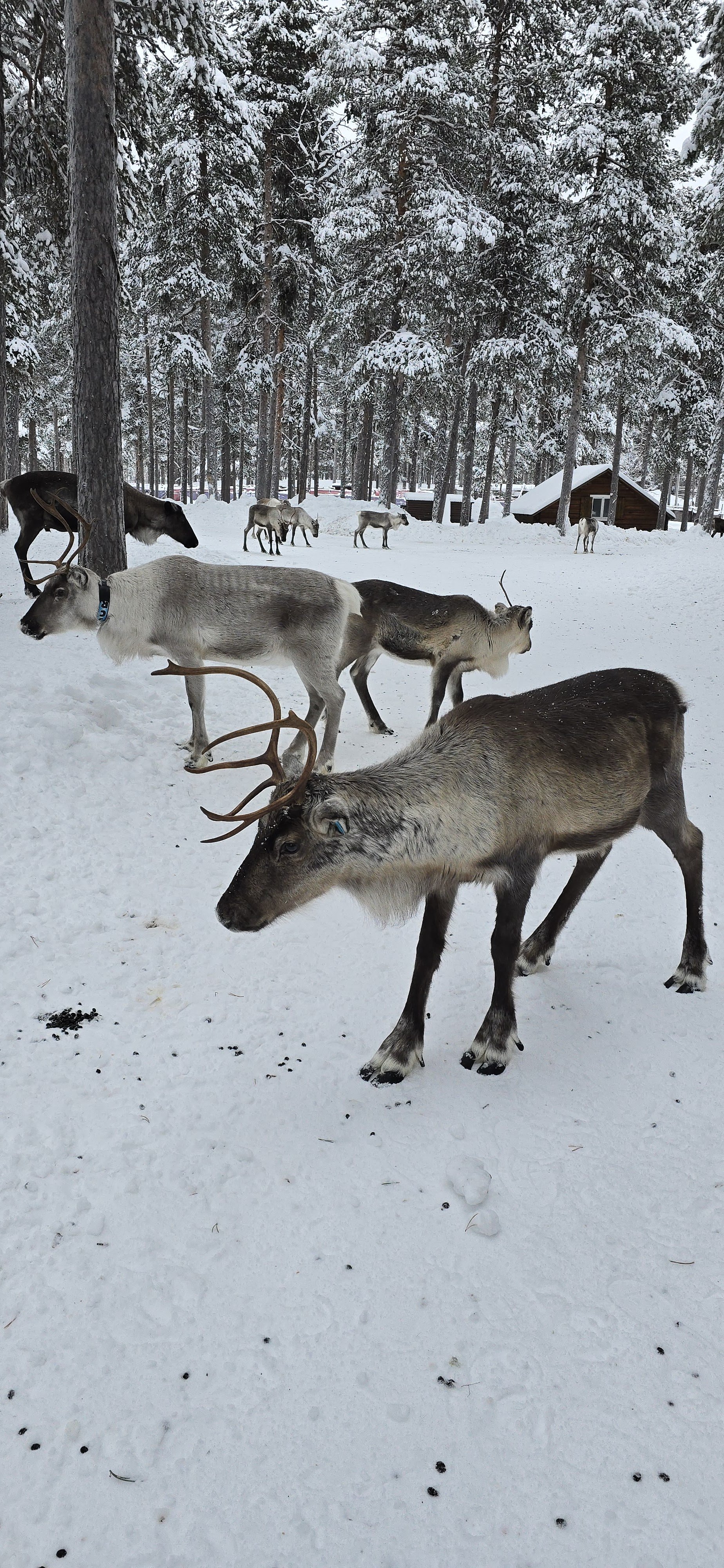 Reindeer Farm (Moskosel)